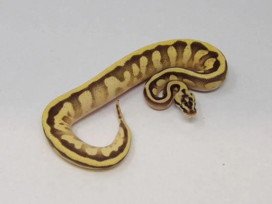 Pastel Leopard Butter Enchi Calico Het Desert Ghost Pos Fire Ball ...