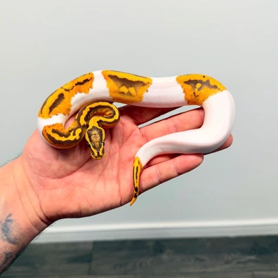 Pastel Monarch Pied