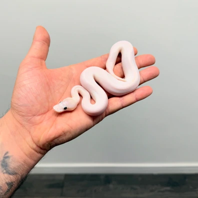 Ivory Triple Het Hypo Desert Ghost , Clown Possible, Chocolate , Black Pastel , Fire ,