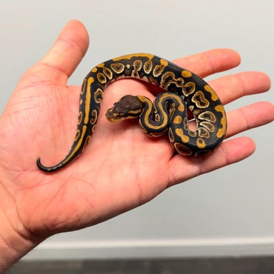 Black Pastel Triple Het Hypo Desert Ghost Clown Pos Het Pied