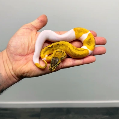 Pinstripe Pied Het Monarch