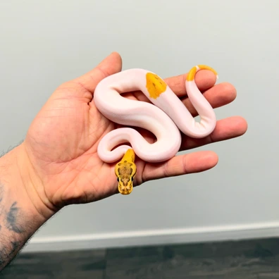 Fire Pinstripe YB Pied Het Monarch