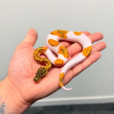 Yellow Belly Pinstripe Pied