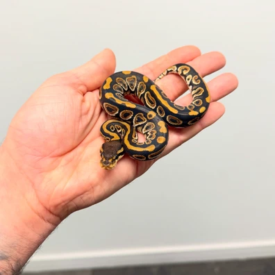 Black Pastel Triple Het Hypo Desert Ghost Clown Pos Het Pied