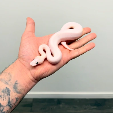 Ivory Triple Het Hypo Desert Ghost , Clown Pos, Black Pastel, Chocolate, Fire, Het Pied