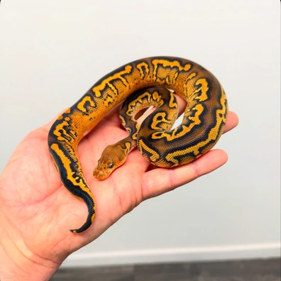 Black Pastel OD YB Clown Triple Het Hypo DG Pied Ball Python - male for sale from Royal_b_p