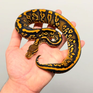Black Pastel YB Quad Het Hypo , DG, Clown, Pied Ball Python - female for sale from Royal_b_p