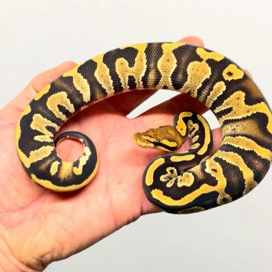 Chocolate Fire Quad Het Hypo DG Clown Pied