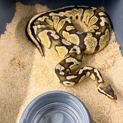 Pastel Fire Double Het Monarch Pied Ball Python - female for sale from Royal_b_p