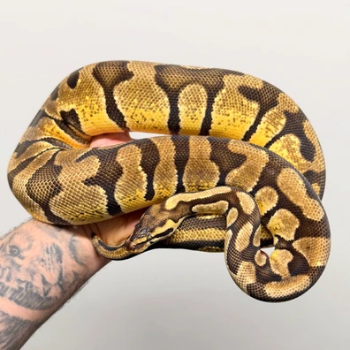 Pastel Enchi Double Het Monarch Pied Ball Python - female for sale from Royal_b_p