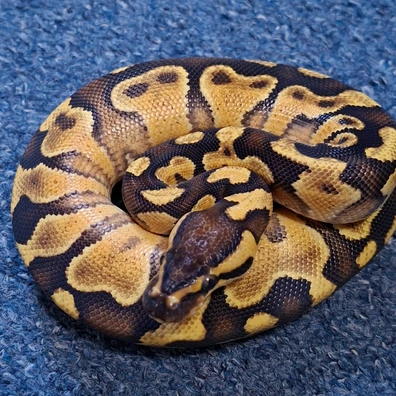 Butter Enchi Yellow Belly 50% Het Clown