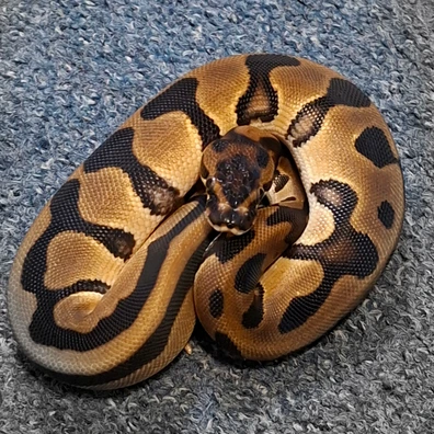 Leopard Orange Dream 100% Het Pied