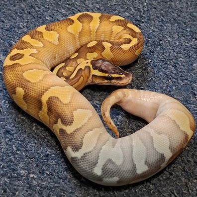 Enchi Butter Pastel Yellow Belly 50% Het Clown