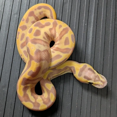 Banana Leopard Enchi Fire 50% Het Clown Ball Python - male for sale from Purrrfect Pythons