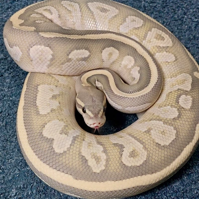 Mojave Fire Hypo Het Pied Ball Python - male for sale from Purrrfect Pythons