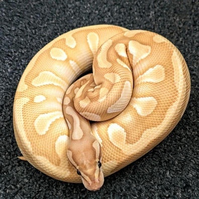 Banana Butter Leopard Enchi Het Clown Ball Python - male for sale from Purrrfect Pythons