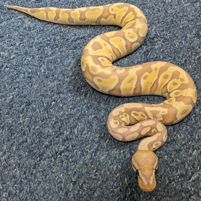 Banana Special Het Clown Ball Python - male for sale from Purrrfect Pythons