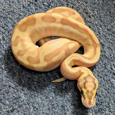 Super Enchi Banana Butter Pastel Poss Yb 50% Het Clown Ball Python - male for sale from Purrrfect Pythons