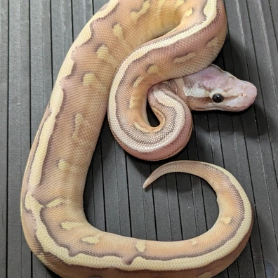 Super Enchi Butter Leopard Firefly Poss Yb 50% Het Clown Ball Python - male for sale from Purrrfect Pythons