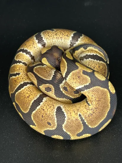 Normal Ball Python by Killey's Morphs