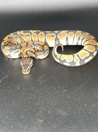 Normal Ball Python by Killey's Morphs