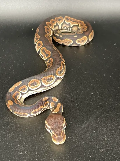 Cinnamon Arroyo Ball Python by Killey's Morphs