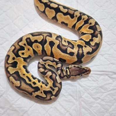 Couple PASTEL PUZZLE Duo Ball Python - female for sale from FG PYTHON