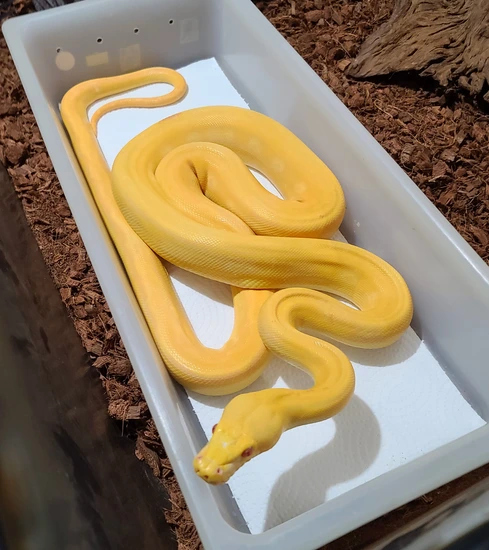 Lavender Phantom Sunfire Tiger Reticulated Python by MF Serpents LLC