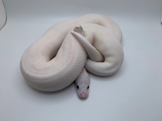 Grey Matter Ball Python by Fire Baby LLC