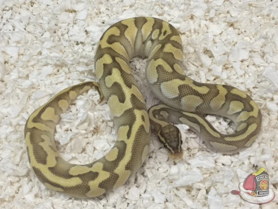 Hypo Pastel Butter Enchi Ball Python by Fireball Reptiles