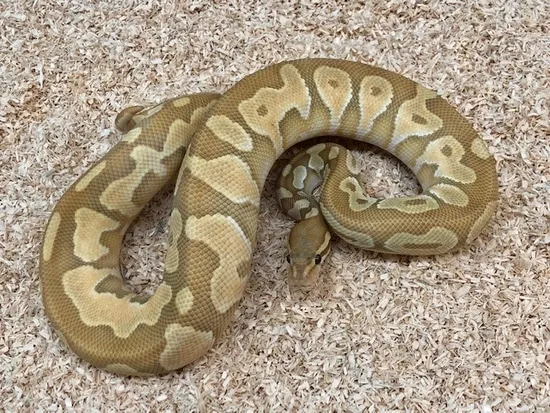 Hypo Black Pastel Butter Enchi Ball Python by Fireball Reptiles