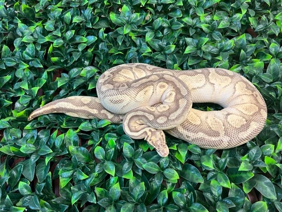 Super Butter Python Proven Female Super Pastel Butter Ball Python by Fireball Reptiles