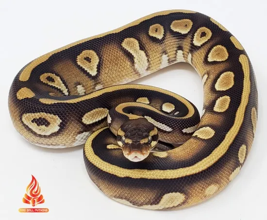 mojave dbl het dreamsicle ball python by fire ball... Mojave Dbl Het Dreamsicle Ball Python by Fire Ball Pythons