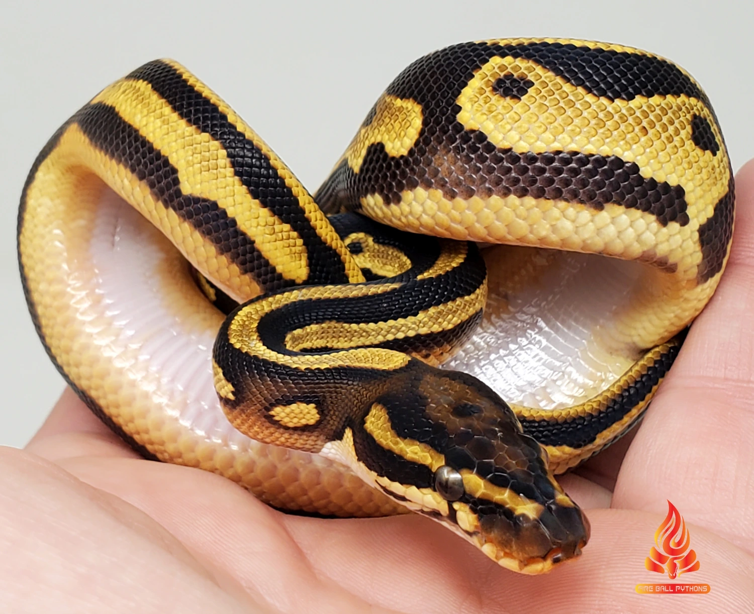 Fire Ball Pythons's Collection - MorphMarket