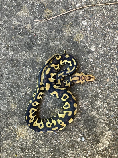 Dark Night Ball Python by SOS Amador