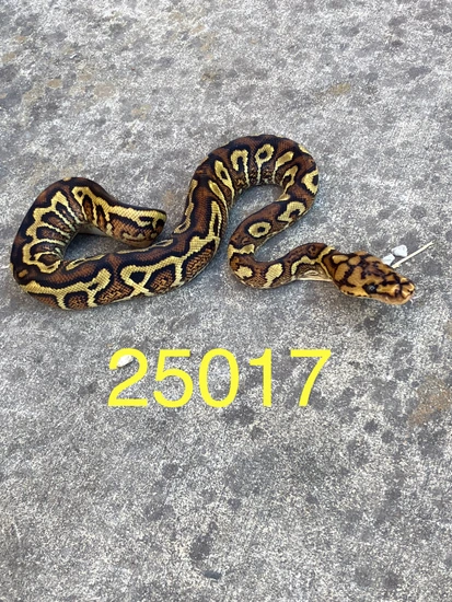 Pompeii Python POMPEII Ball Python by SOS Amador