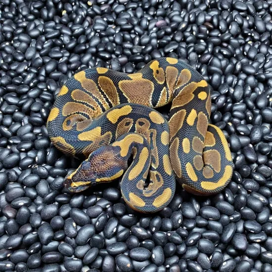 Normal 100% Het Piebald Ball Python by Fisher Reptiles
