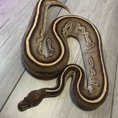Black Head Leopard Lesser Ball Python - male for sale from Barker's Exotics