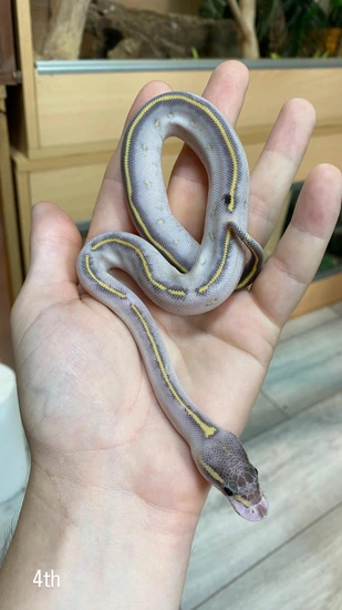 Phantom Highway Ball Python by Hoggzexotics