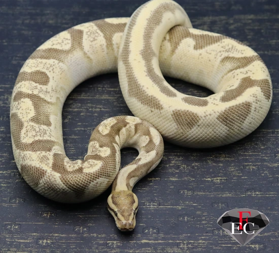 🤤 Super Orange Dream Chocolate Enchi Fire Ball Python by FLAWLESS