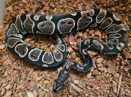 Black Axanthic 66% Het Pied Markers Ball Python by Signature reptile ...
