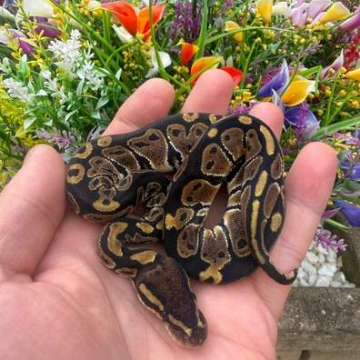 66% Het Sunset 66% Het Ultramel 50% Het Albino Ball Python - female for sale from Flett_reps
