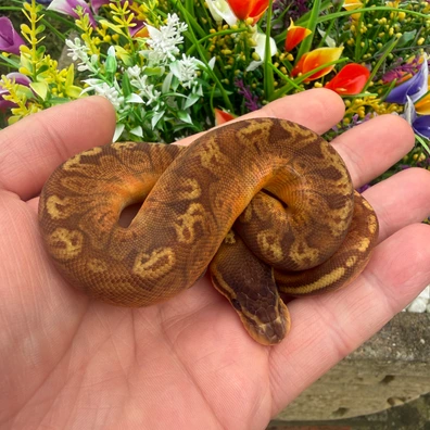 Sunset 66% Het Ultramel 50% Het Albino Ball Python - female for sale from Flett_reps