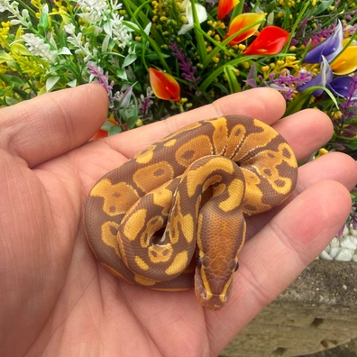 Ultramel 66% Het Sunset 50% Het Albino Ball Python - male for sale from Flett_reps