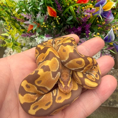Ultramel 66% Het Sunset 50% Het Albino Ball Python - female for sale from Flett_reps