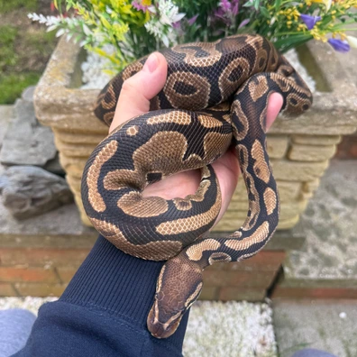 100% Double Het Sunset/Ultramel (PROVEN BREEDER) Ball Python - female for sale from Flett_reps