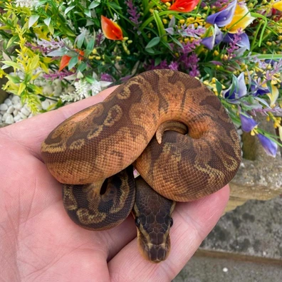 Sunset 66% Het Piebald Ball Python - female for sale from Flett_reps