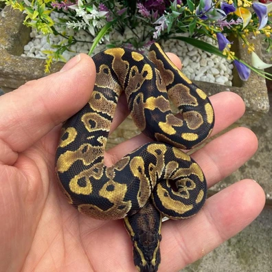 66% Het Piebald 66% Het Sunset Ball Python - male for sale from Flett_reps