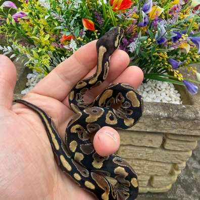 66% Het Piebald 66% Het Sunset Ball Python - female for sale from Flett_reps