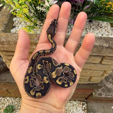 66% Het Piebald 66% Het Sunset Ball Python - male for sale from Flett_reps